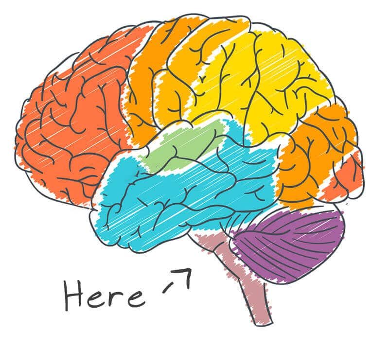 The Reticular Activating System at the base of the brain